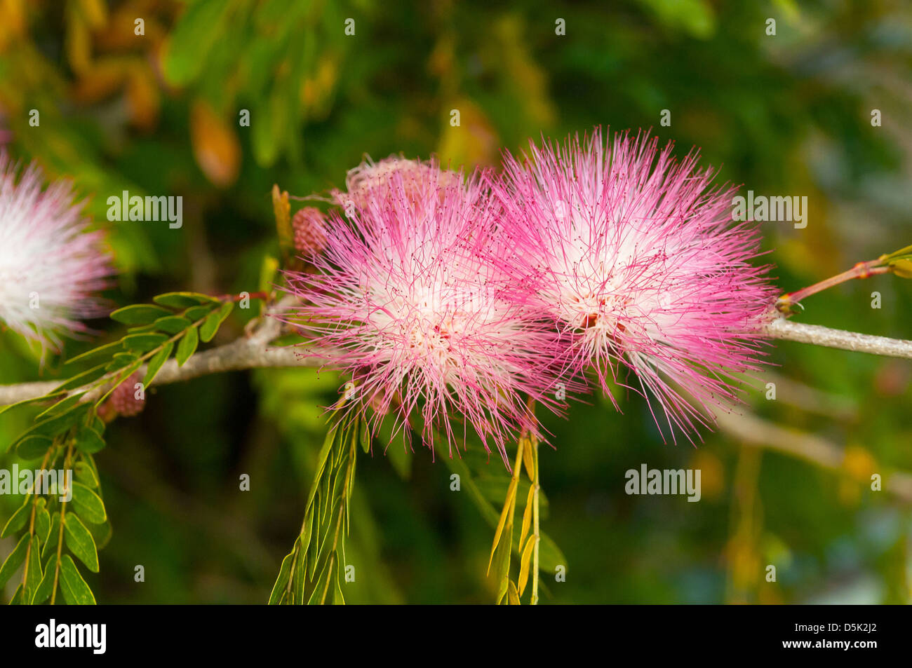 Calliandra surinamensis, Pink Powderpuff Stock Photo