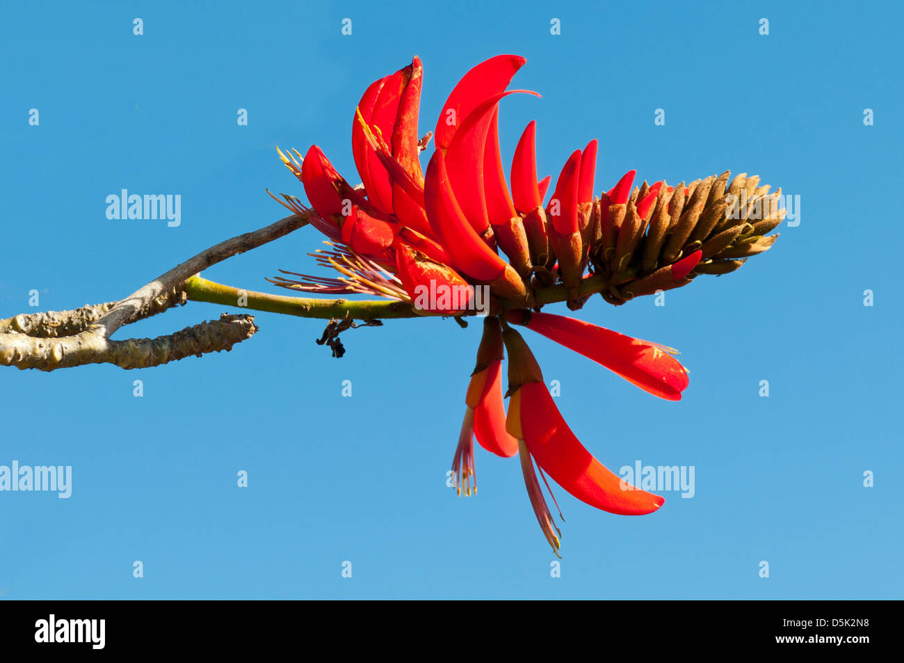 Erythrina lysistemon, Scarlet Coral Tree Stock Photo
