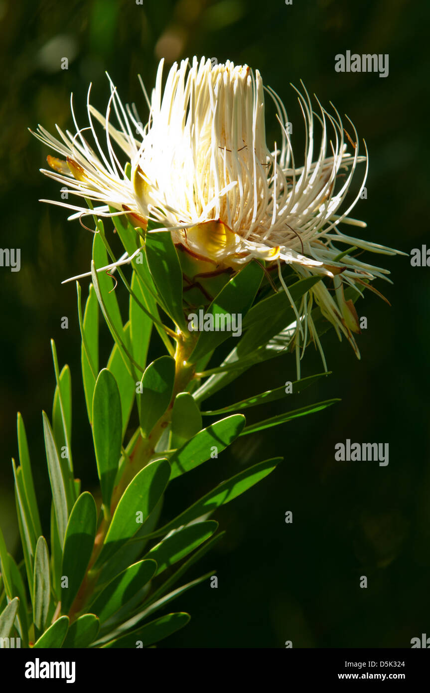 Protea lanceolata, Lance Leaf Sugarbush Stock Photo