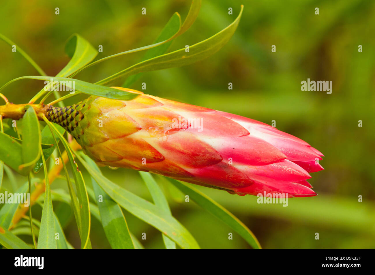 Protea repens, Protea Sugarbush Stock Photo