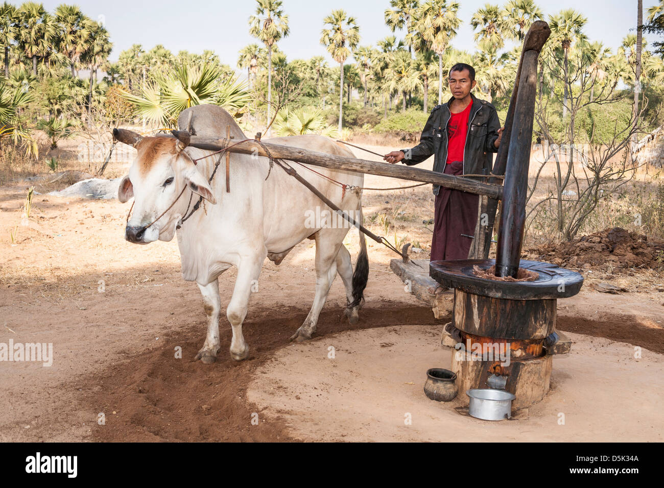 Farmer with an ox making peanut oil, Kyaukpadaung, near Bagan, Myanmar, (Burma) Stock Photo
