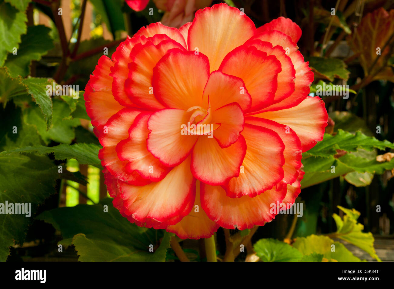 Begonia x tuberhybrida, Begonia Bali Hi Stock Photo