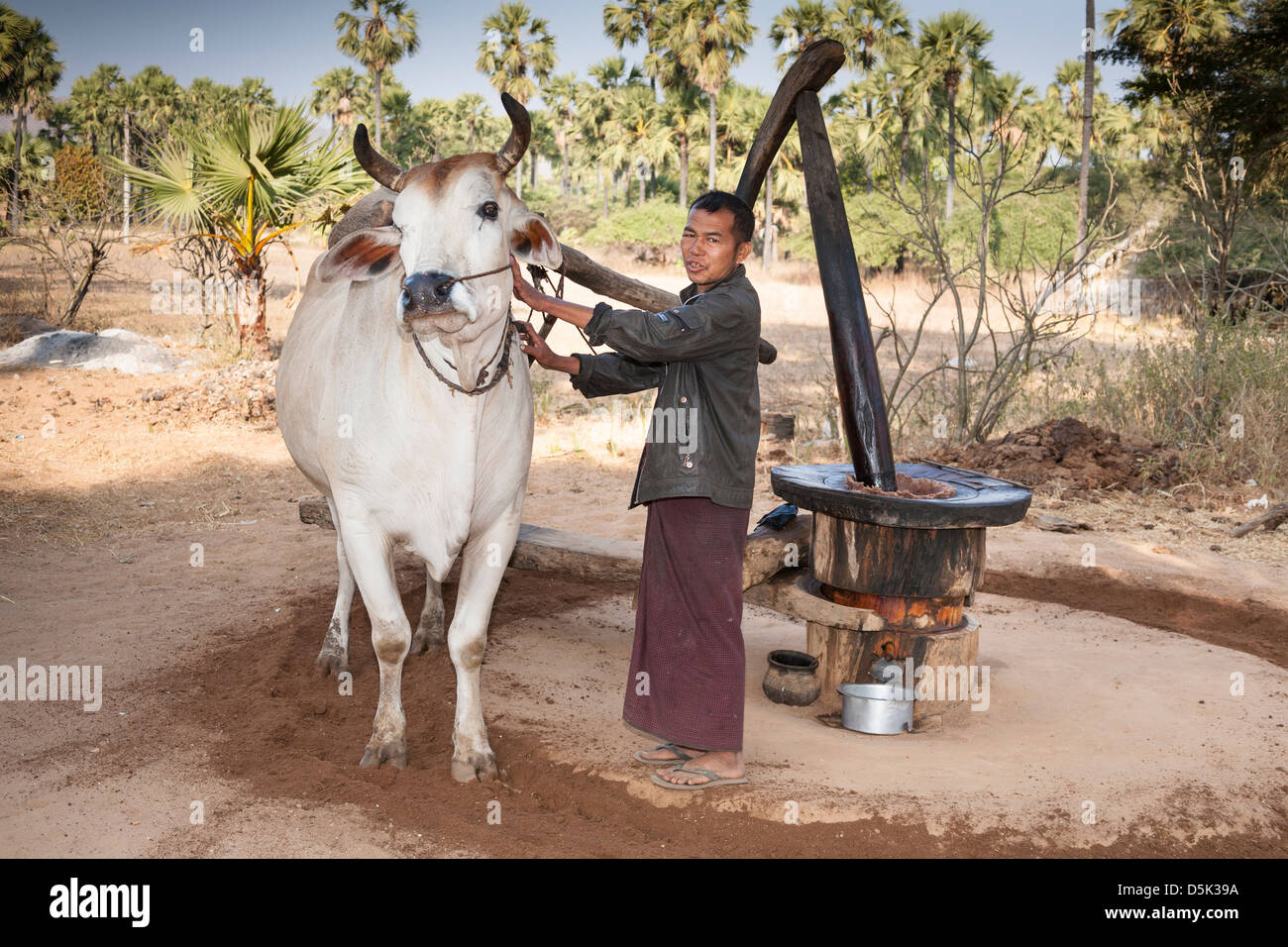 Farmer with an ox making peanut oil, Kyaukpadaung, near Bagan, Myanmar, (Burma) Stock Photo