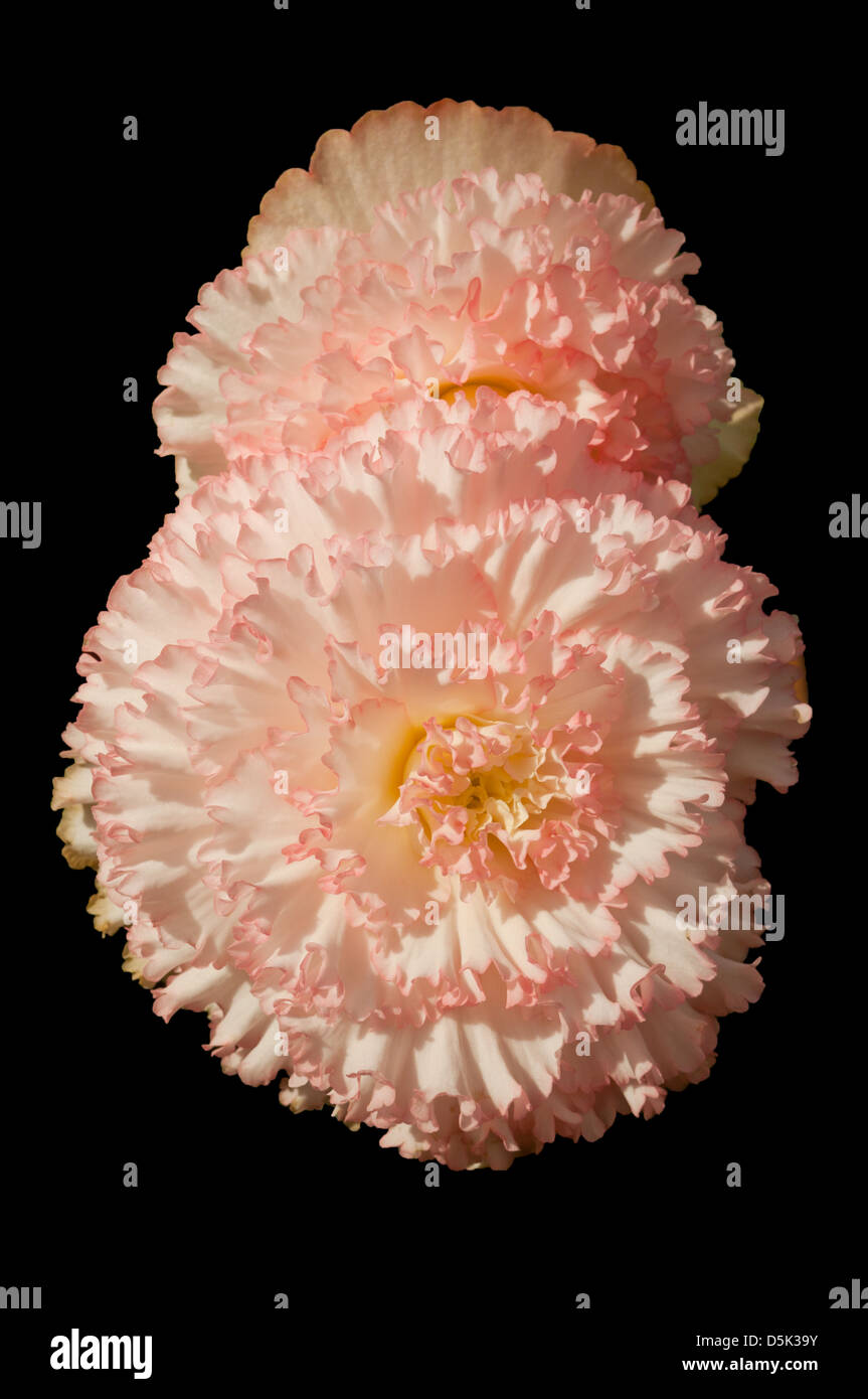 Begonia x tuberhybrida, Begonia Ruffled Apple Blossom Stock Photo