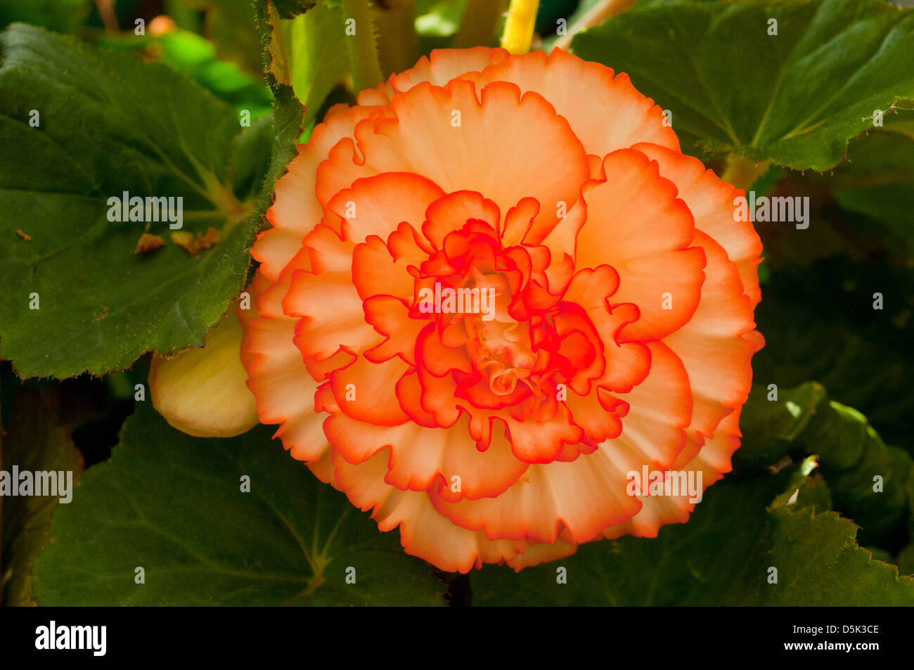 Begonia x tuberhybrida, Begonia Orange Crush Stock Photo