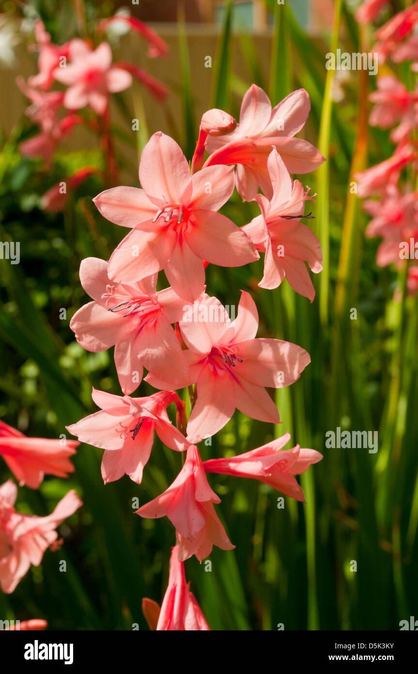 Watsonia borbonica, Pink Watsonia Stock Photo