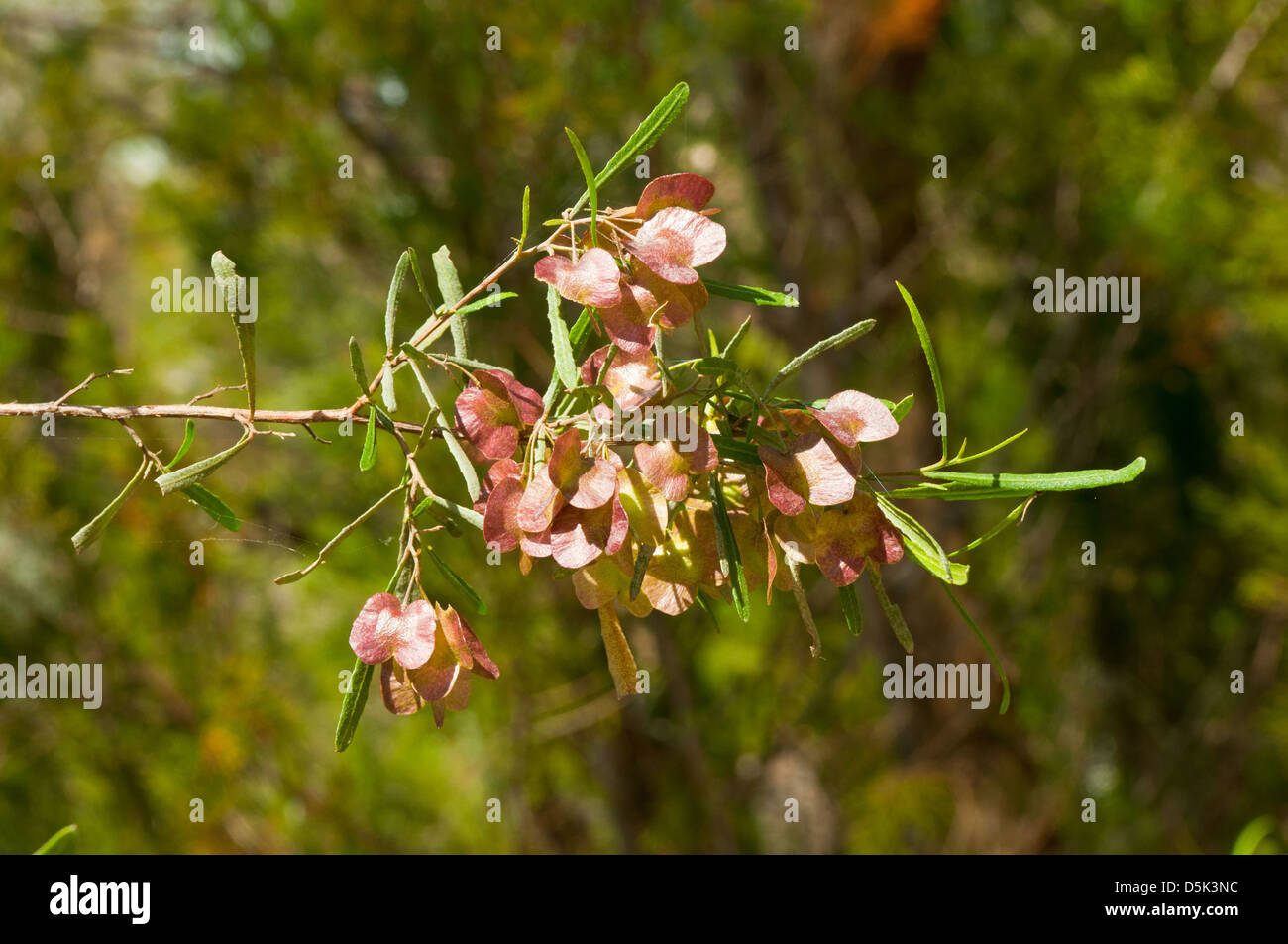 Dodonaea viscosa subsp.angustissima, Slender Hop-bush Stock Photo
