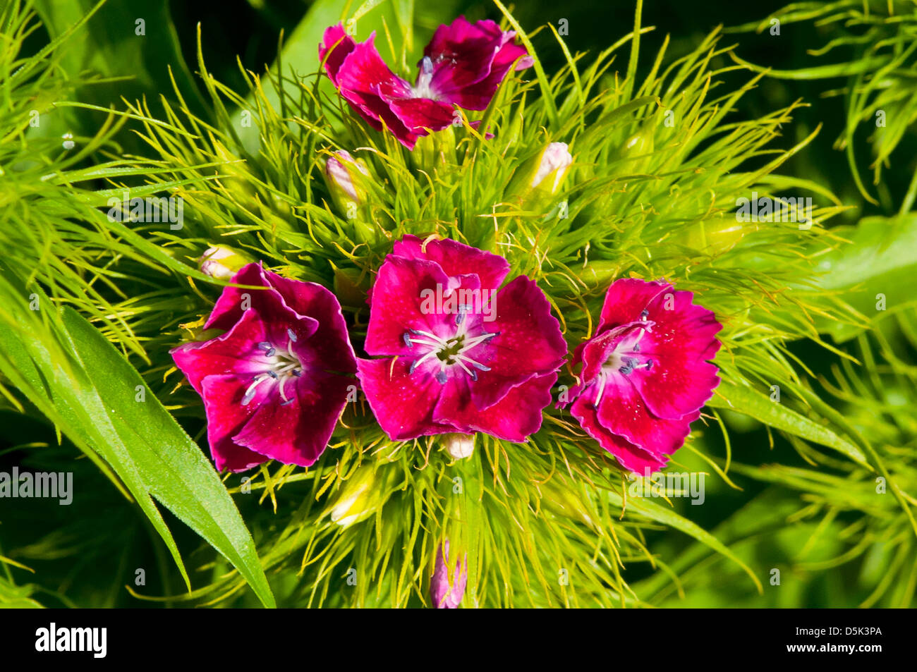 Dianthus barbatus, Sweet William Stock Photo