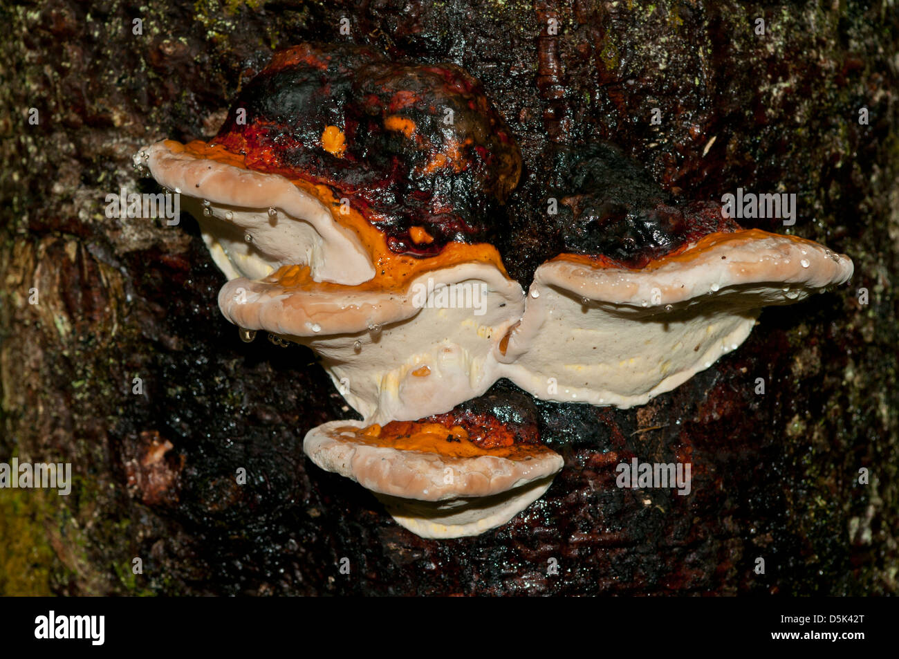 Ganoderma oregonense, Artist's Bracket Stock Photo