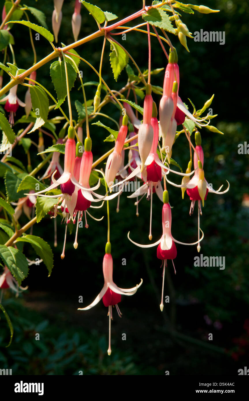 Fuchsia Checkerboard Stock Photo