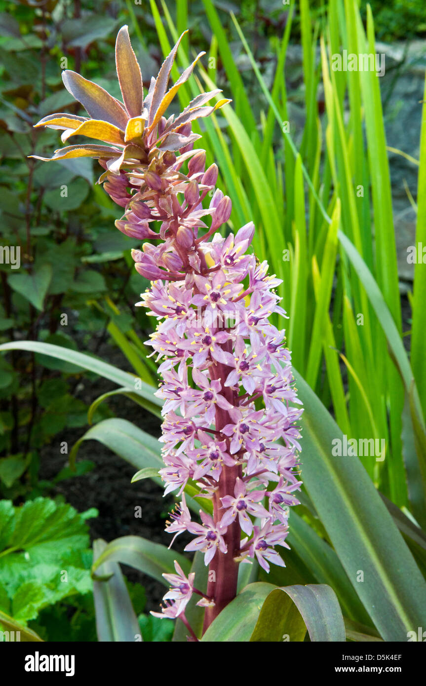 comosa, Pineapple Lily Sparkling Burgundy Stock Photo Alamy