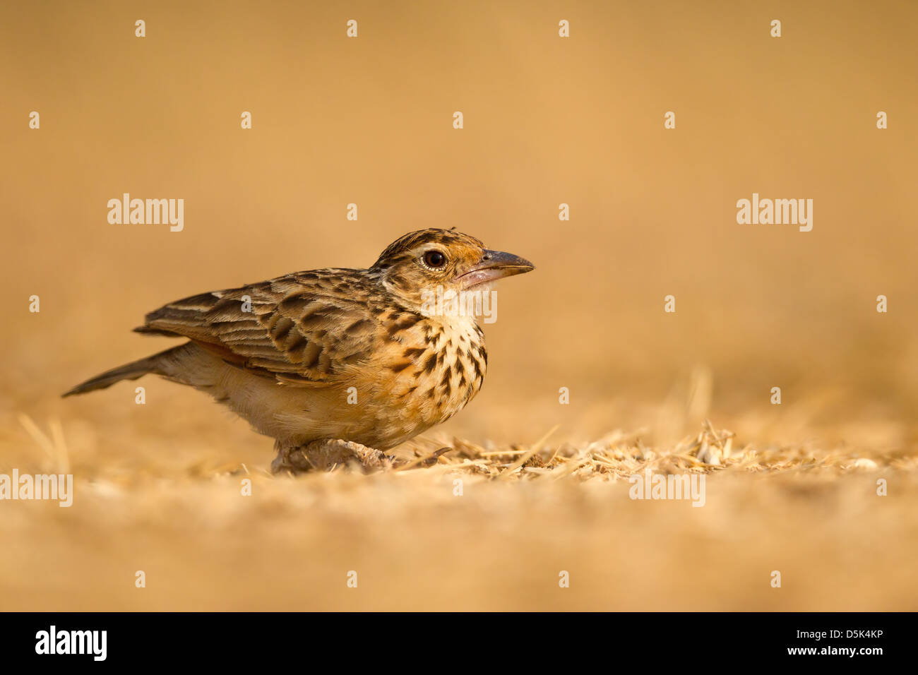 Indian bush lark sitting on the ground Stock Photo