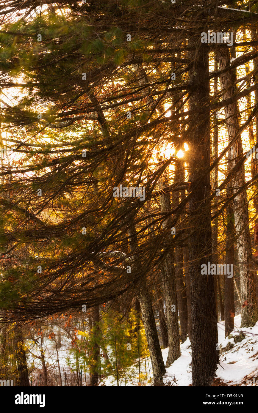 USA, Massachusetts, Concord, Walden Pond, Trees at sunset Stock Photo