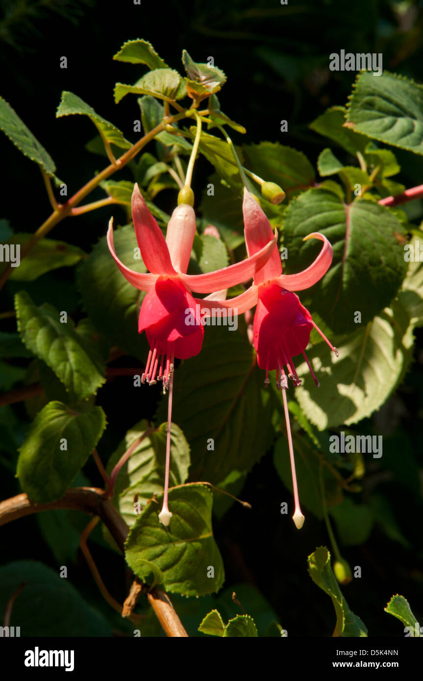 Fuchsia magellanica, Fuchsia Riccartonii Stock Photo
