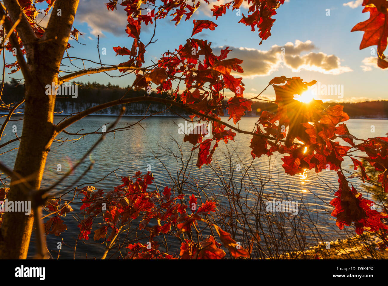 USA, Massachusetts, Concord, Walden Pond, Autumn leaves Stock Photo