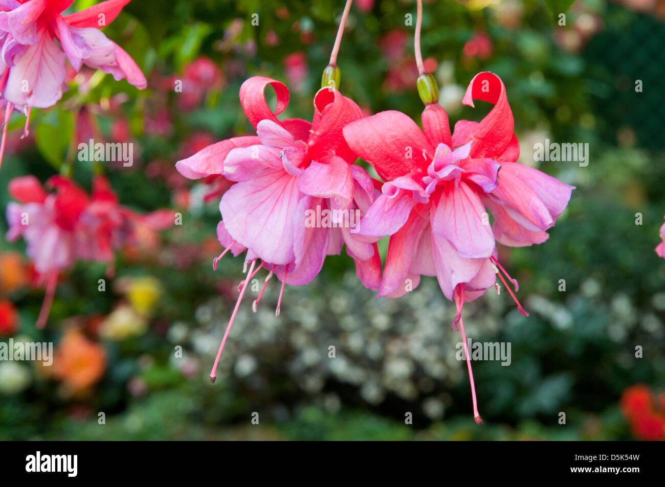 Fuchsia lavinia, Double Pink Fuchsia Stock Photo