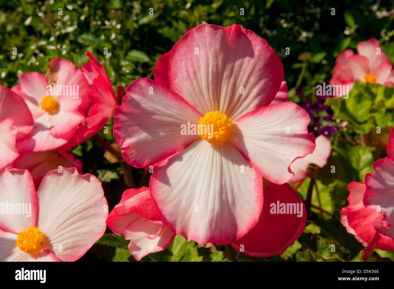 Begonia x semperflorens-cultorum, Pink Wax Begonia Stock Photo