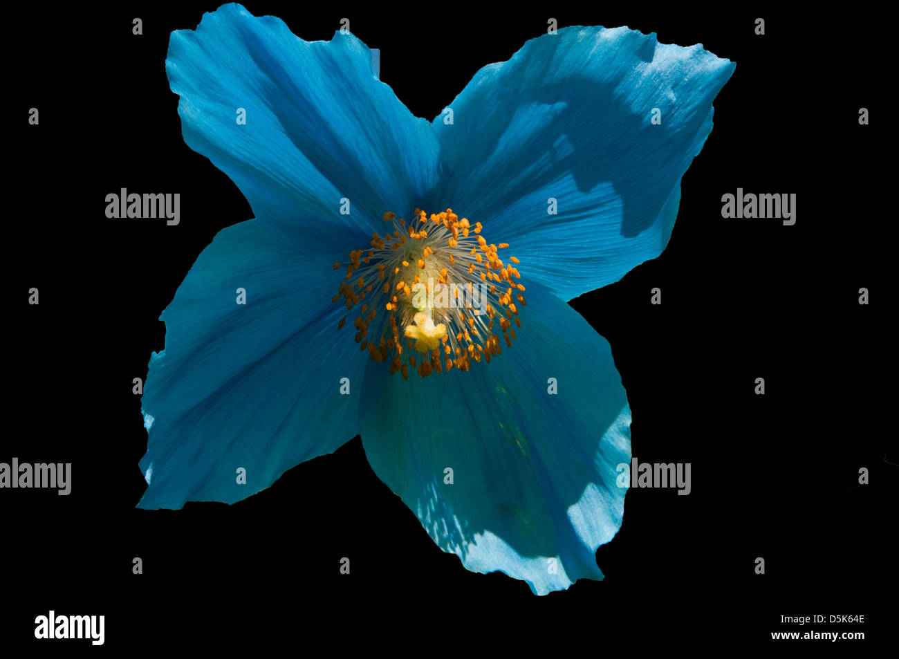 Himalayan blue poppy hi-res stock photography and images - Alamy