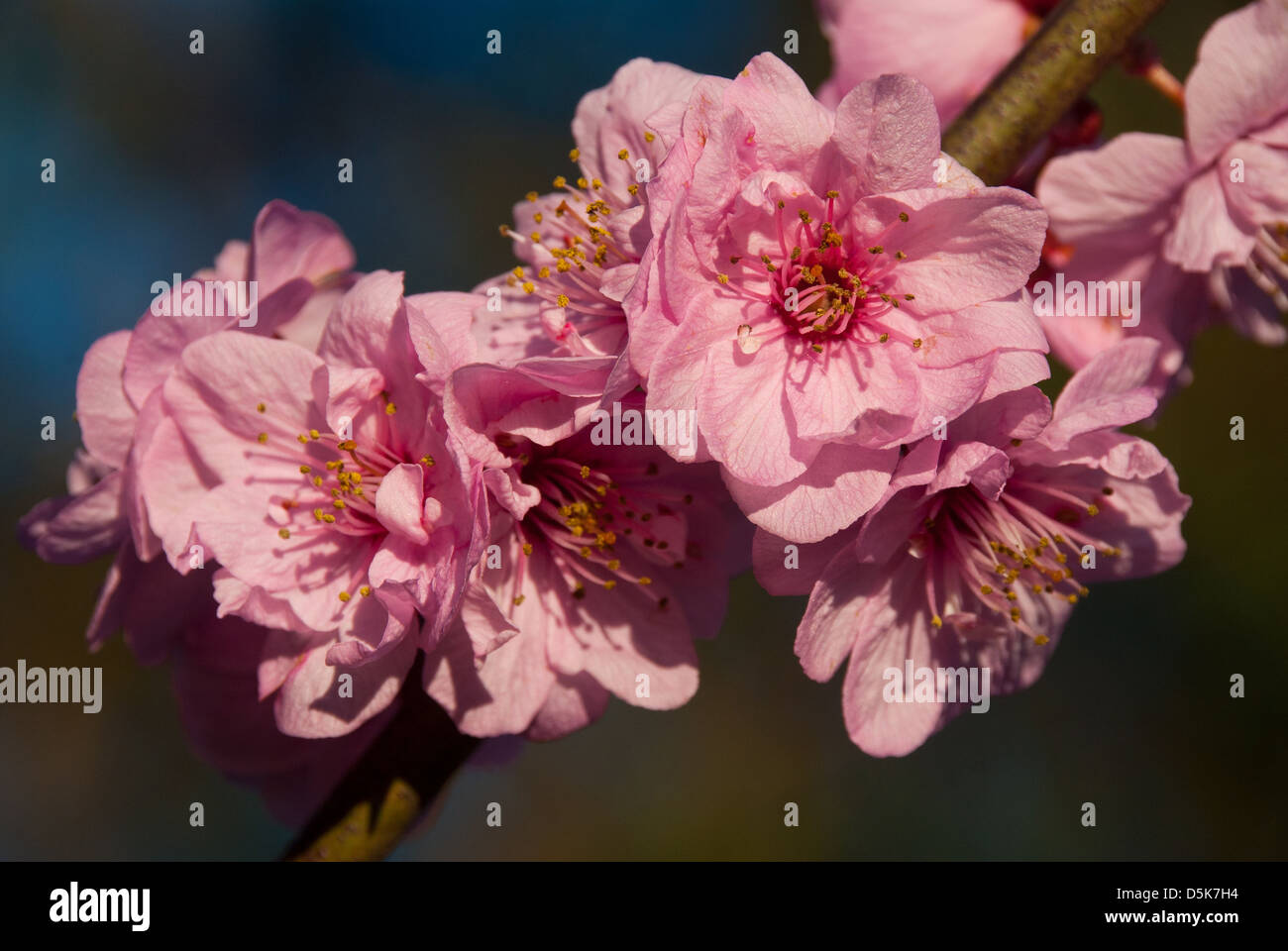 Prunus Flowering Plum