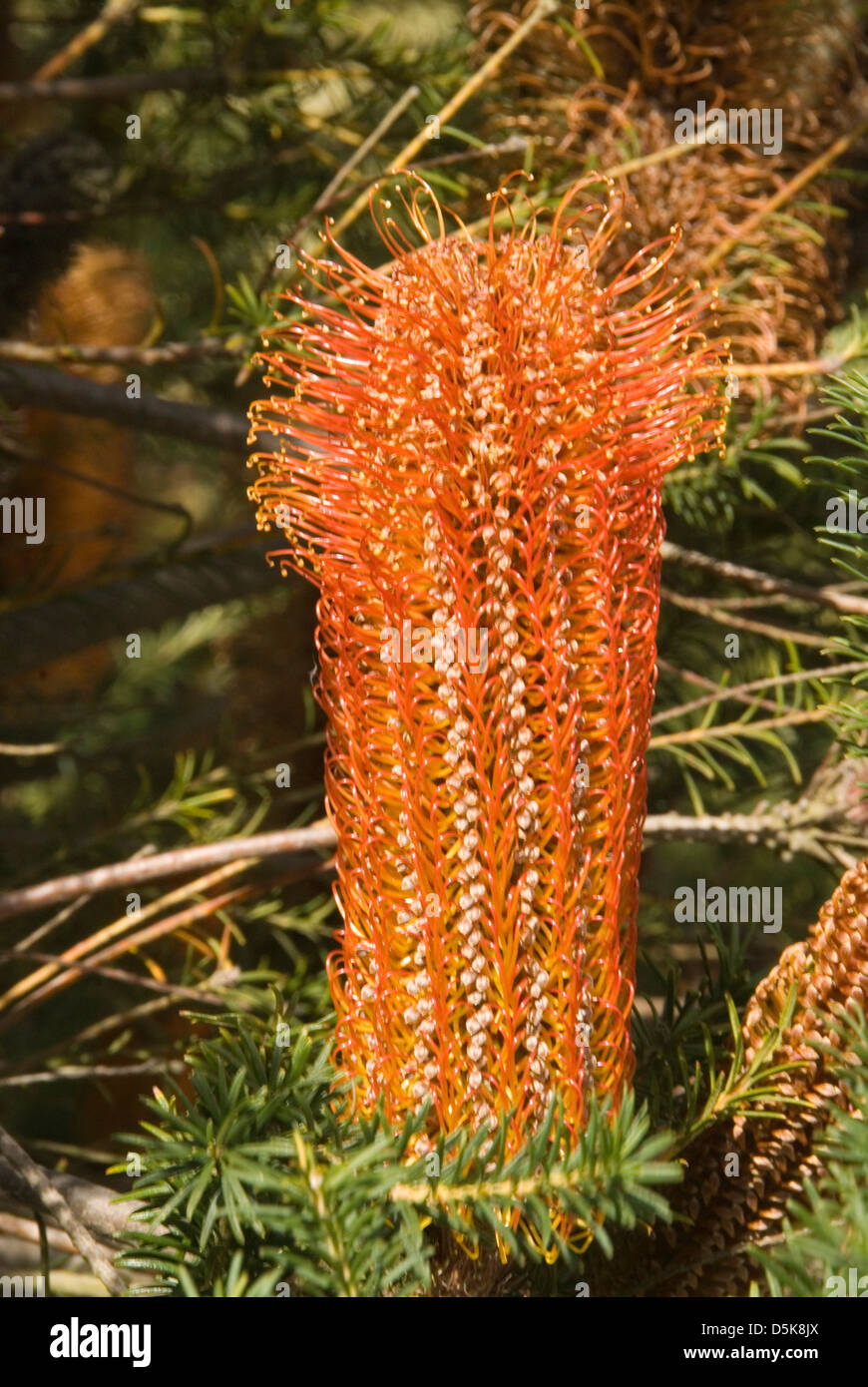 Banksia ericifolia, Heath Banksia Stock Photo