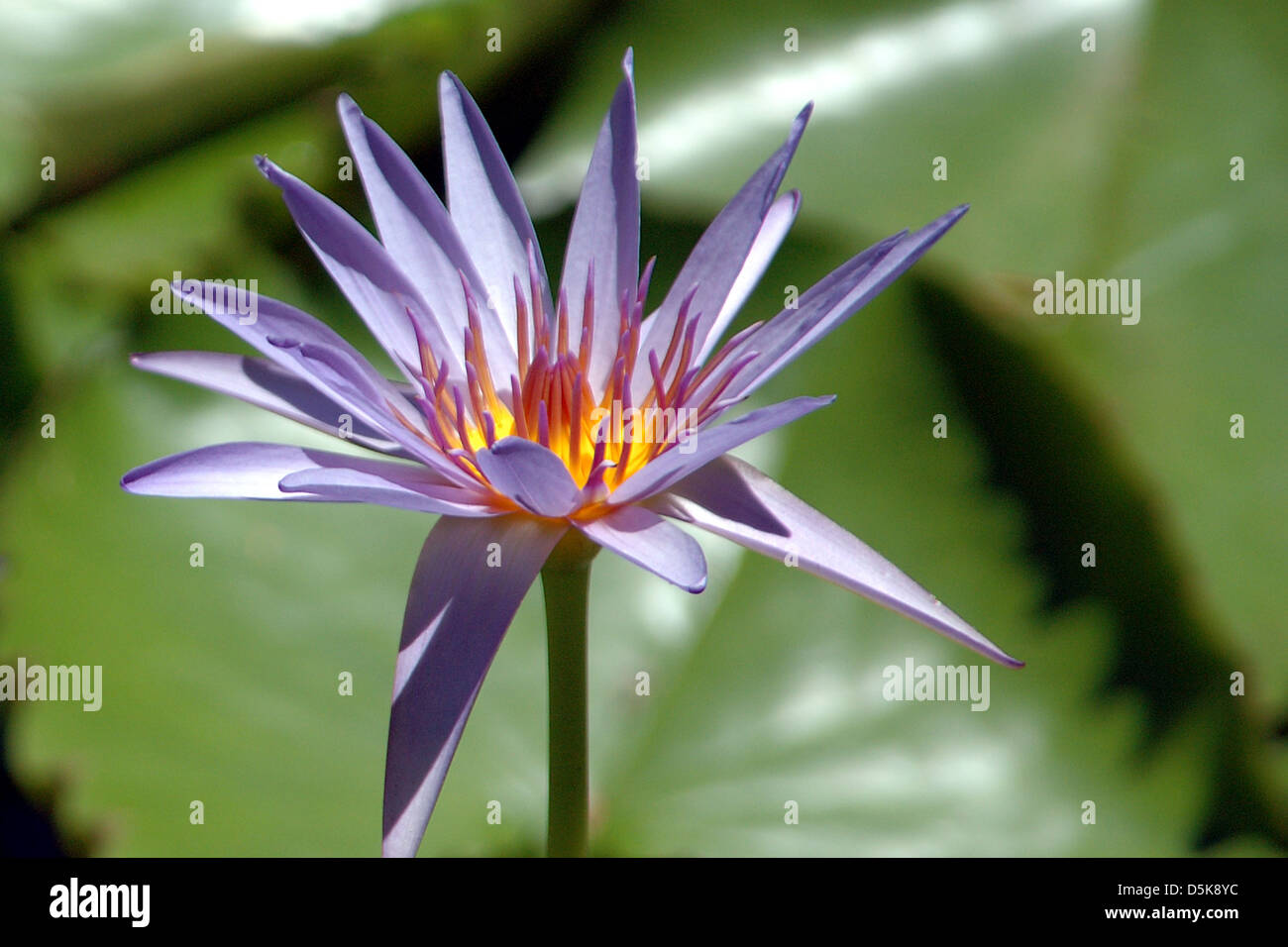 Egyptian lily hi-res stock photography and images - Alamy