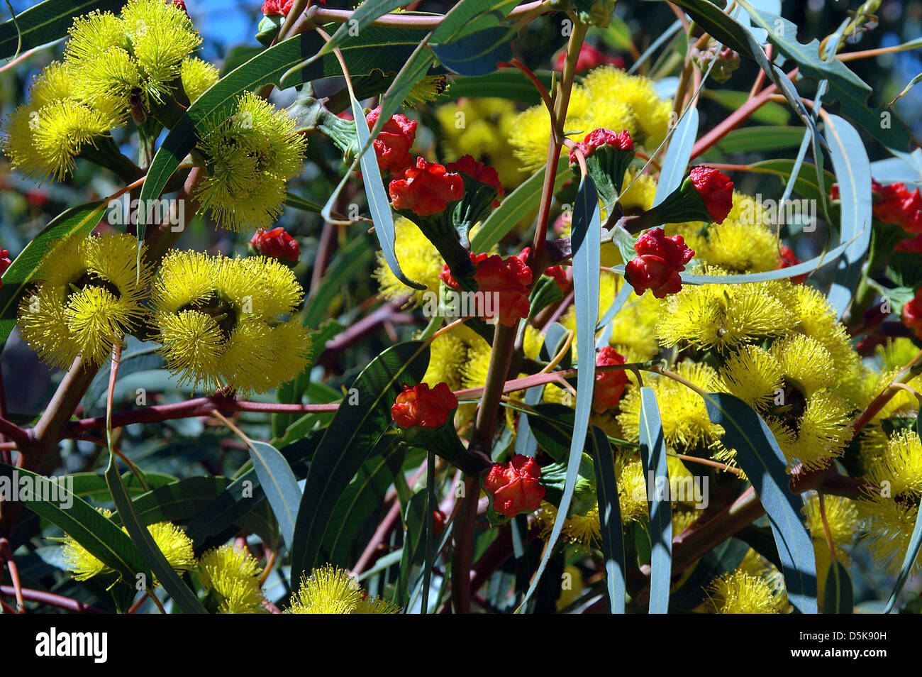 Eucalyptus Erythrocorys, Illyarrie Gum Stock Photo