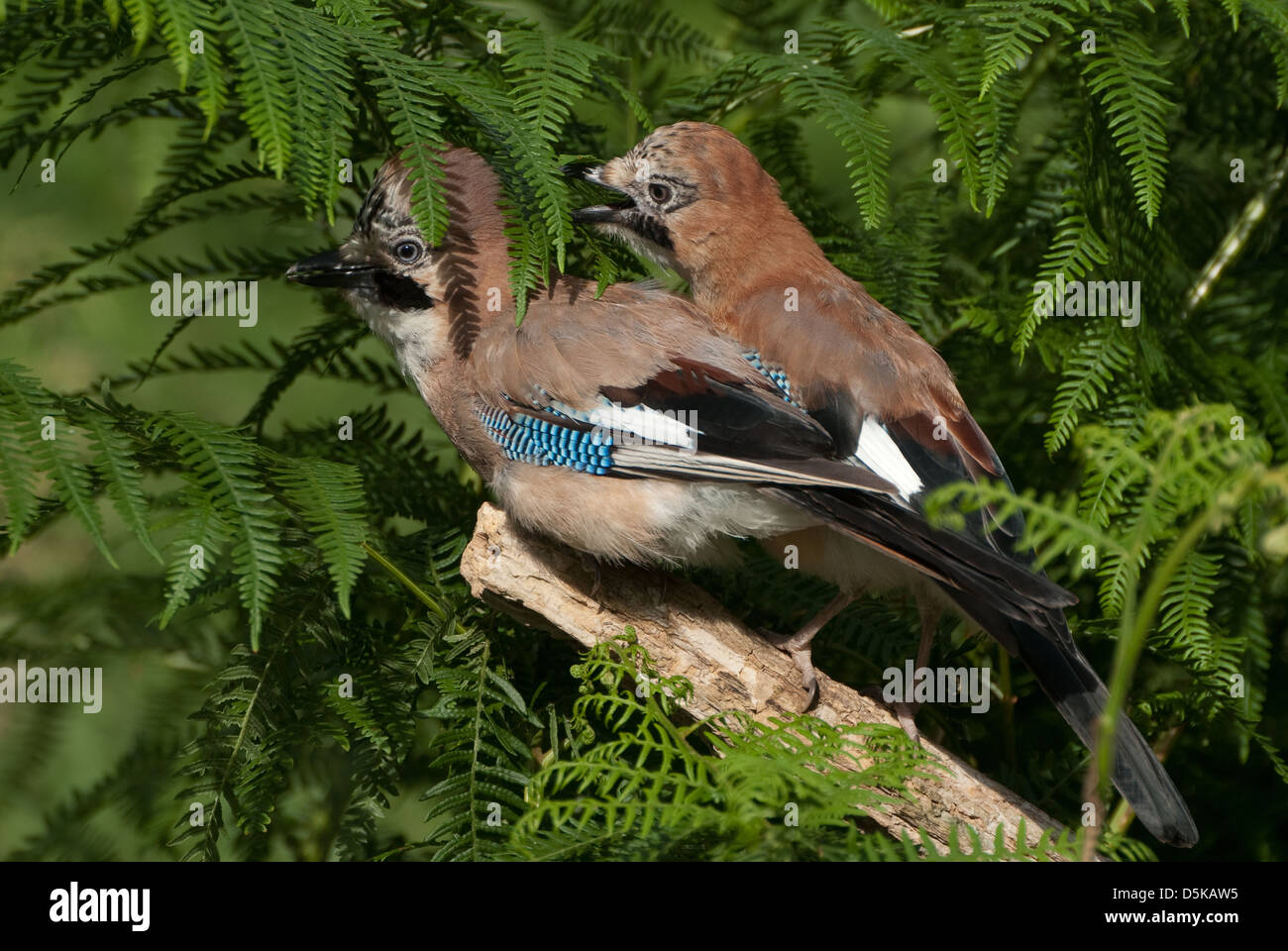 Adult European Jay on bough with youngster Stock Photo