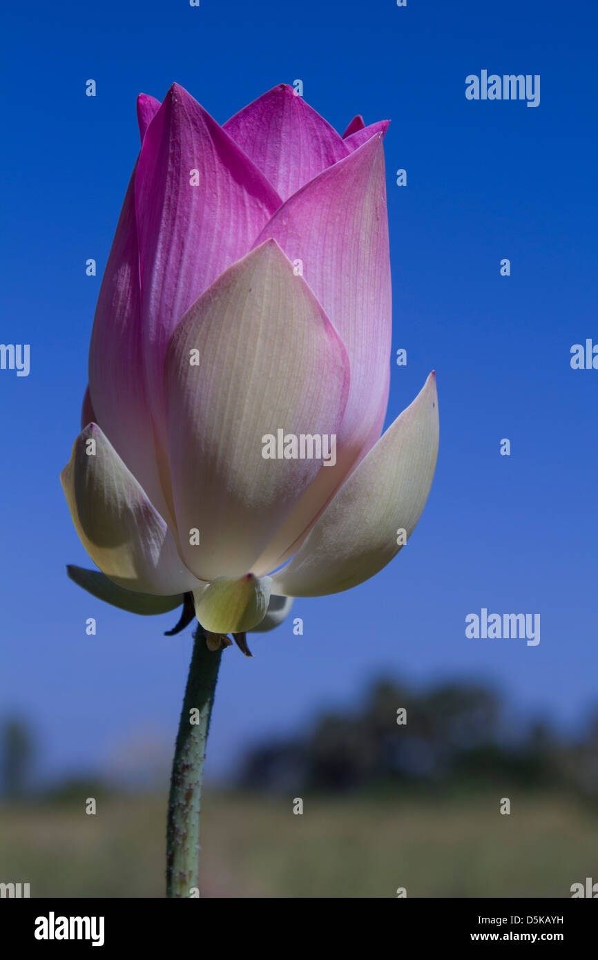 Aquatic plants asia hi-res stock photography and images - Alamy