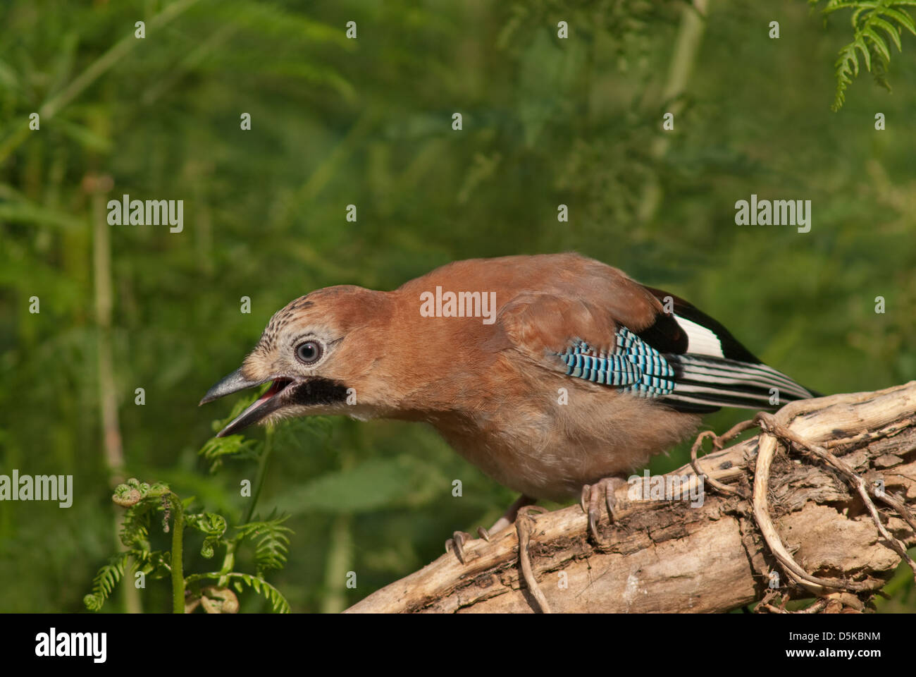Juvenile European Jay begging from branch Stock Photo