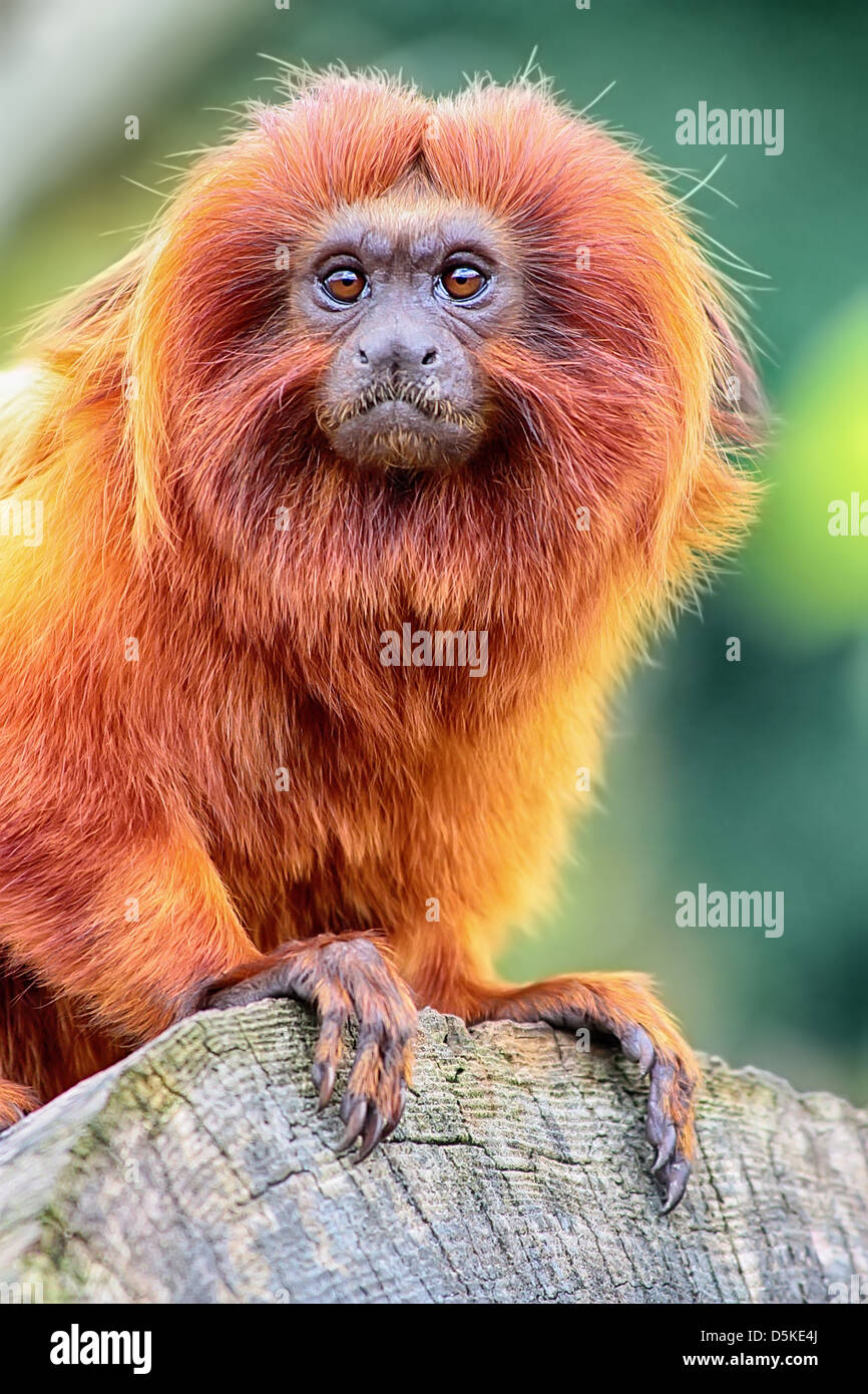 Golden Lion Tamarin perched on log close up Stock Photo