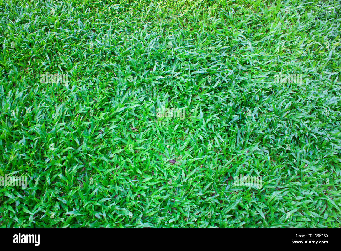 space covered of young green grass like carpet Stock Photo Alamy