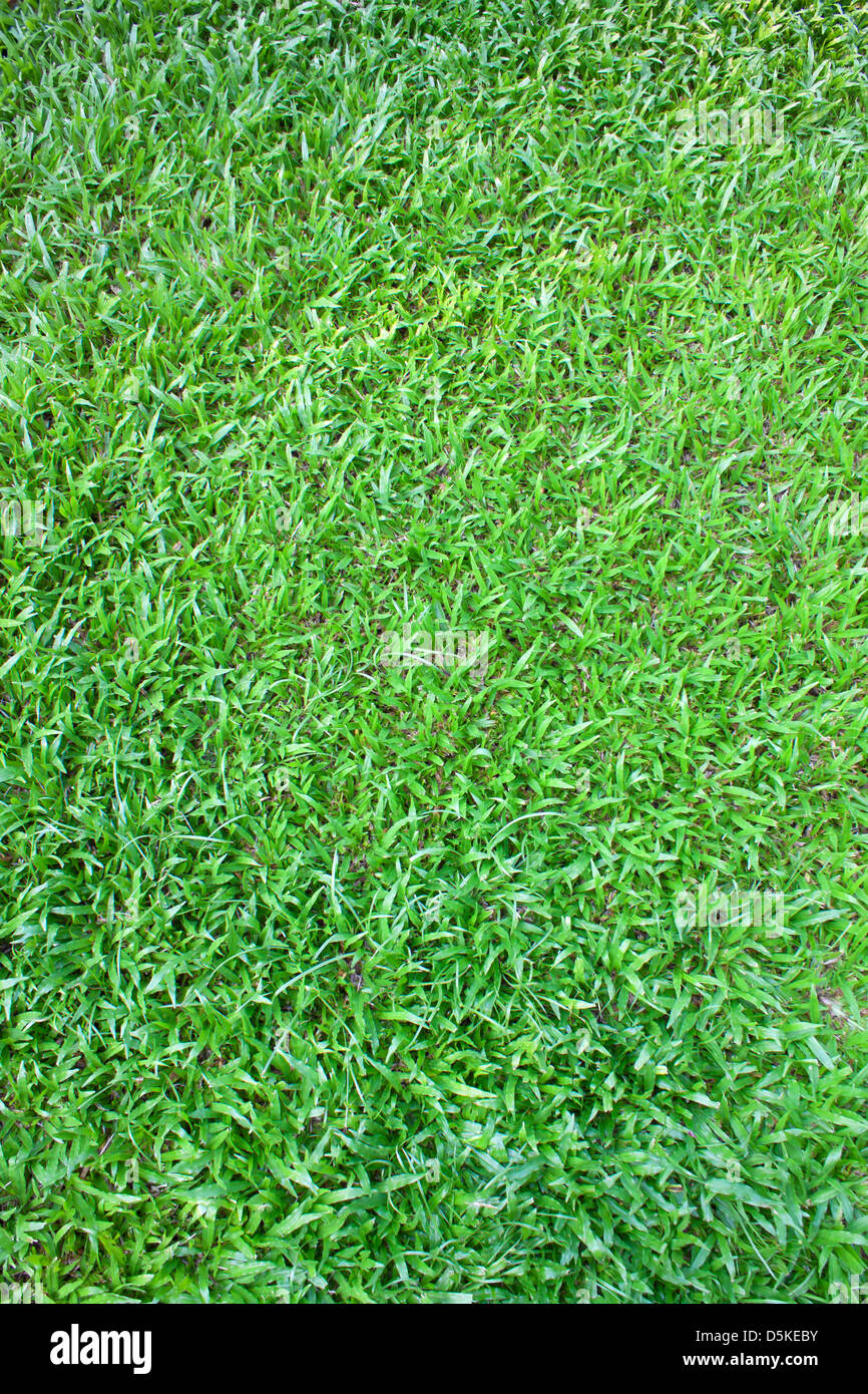 Carpet Grass Stock Photos & Carpet Grass Stock Images Alamy