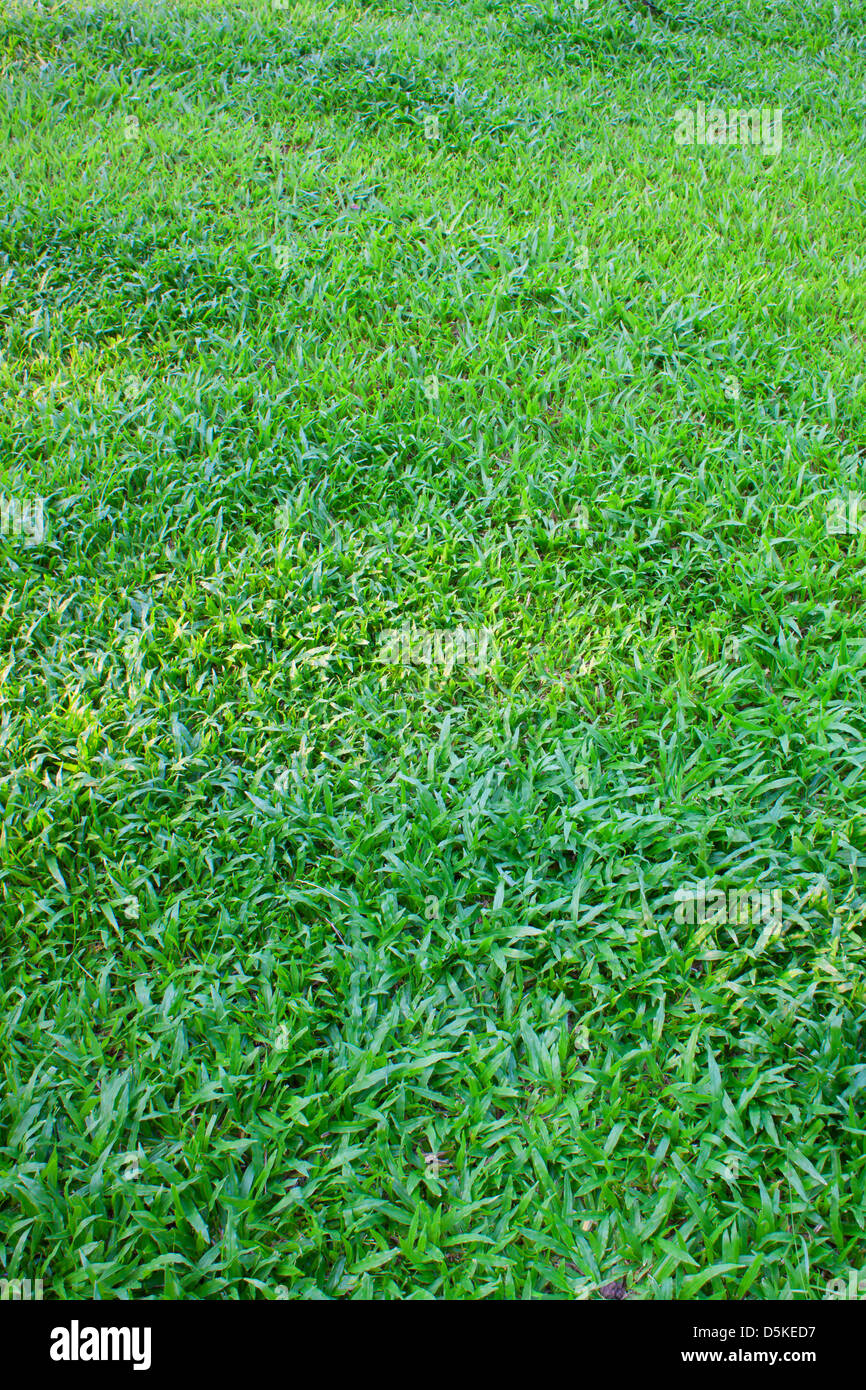 space covered of young green grass like carpet Stock Photo Alamy