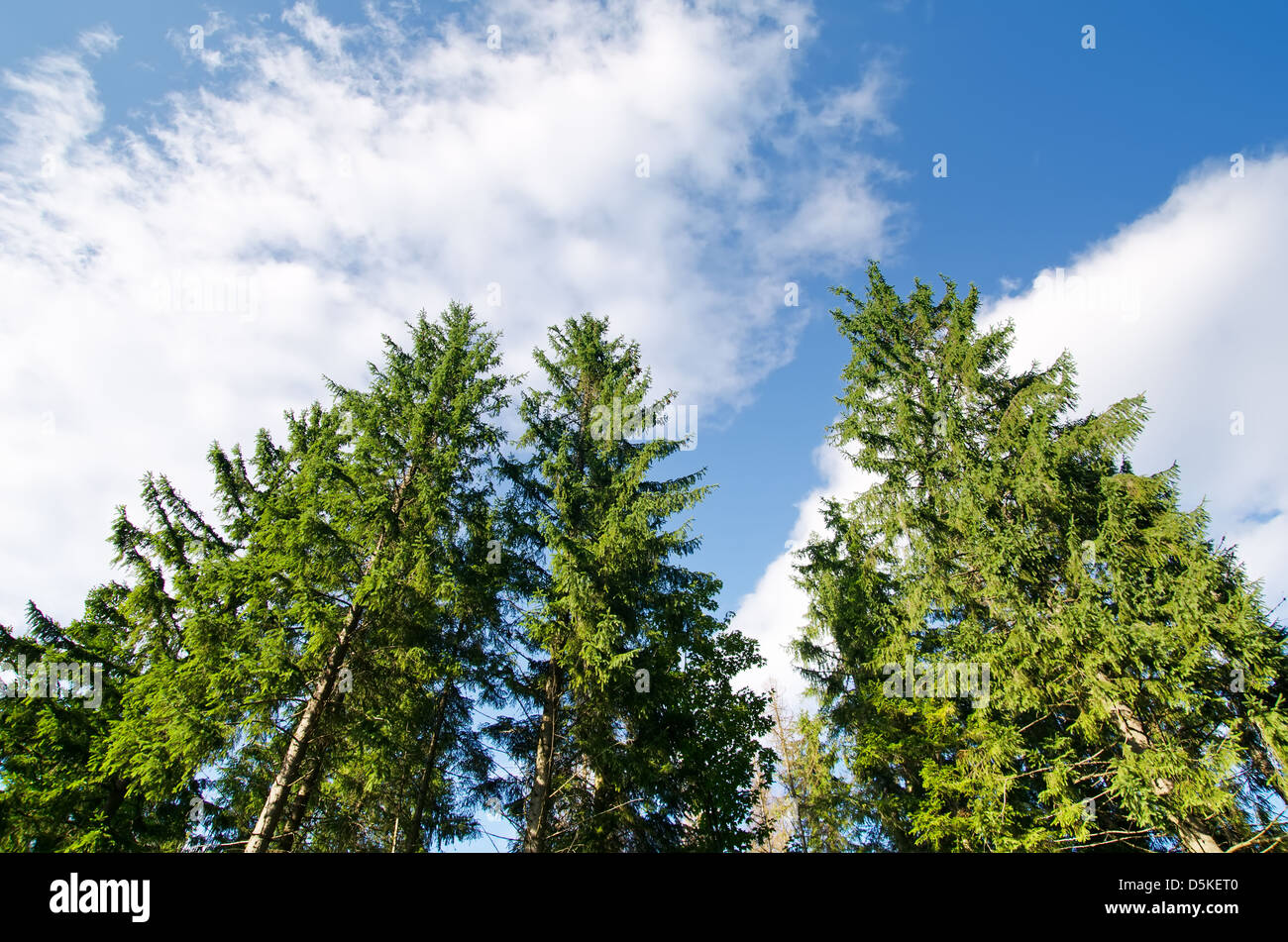pine forest under deep blue sky in mountain Carpathians Stock Photo - Alamy