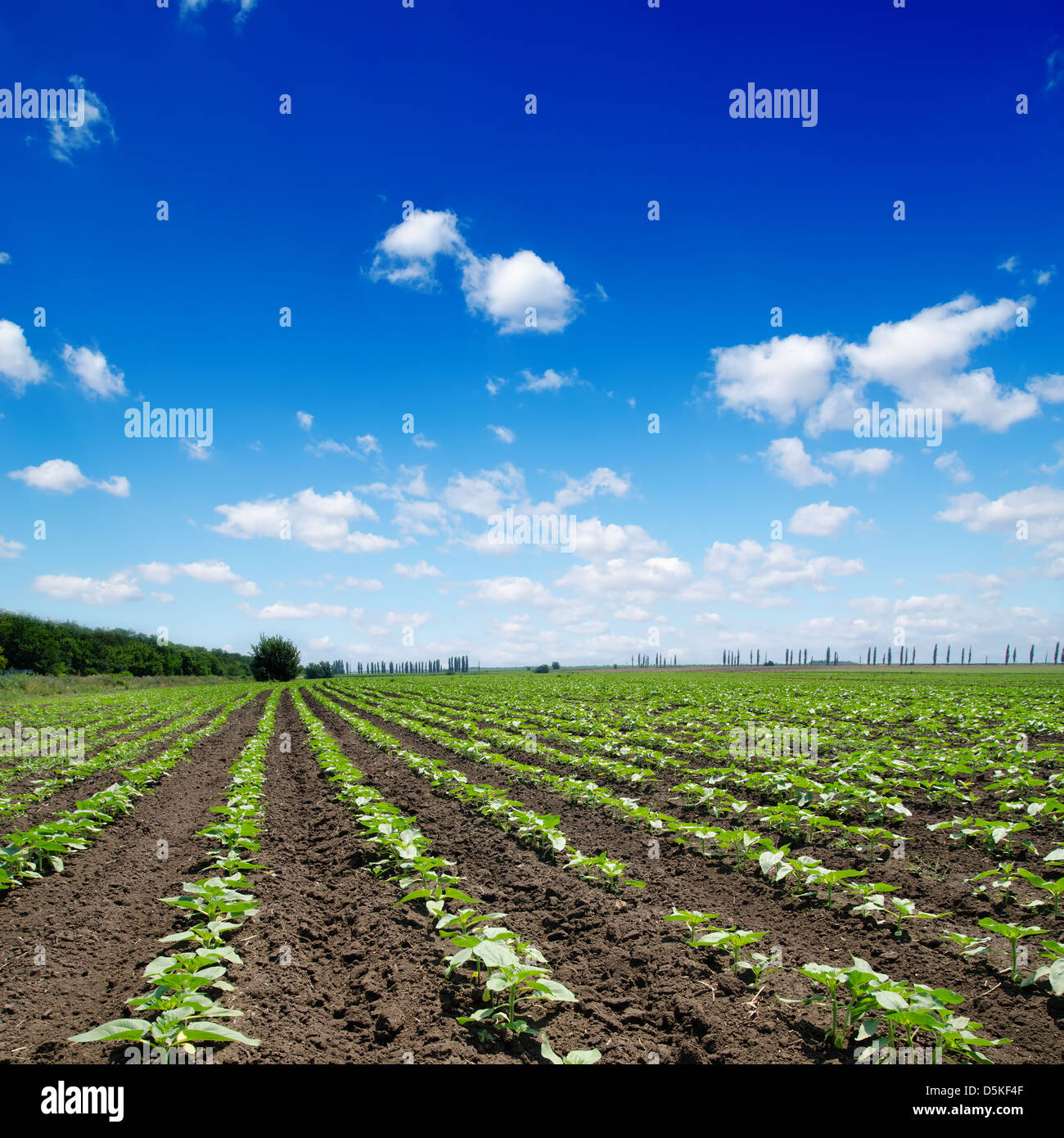 Sunflowers field under blue hi-res stock photography and images - Alamy