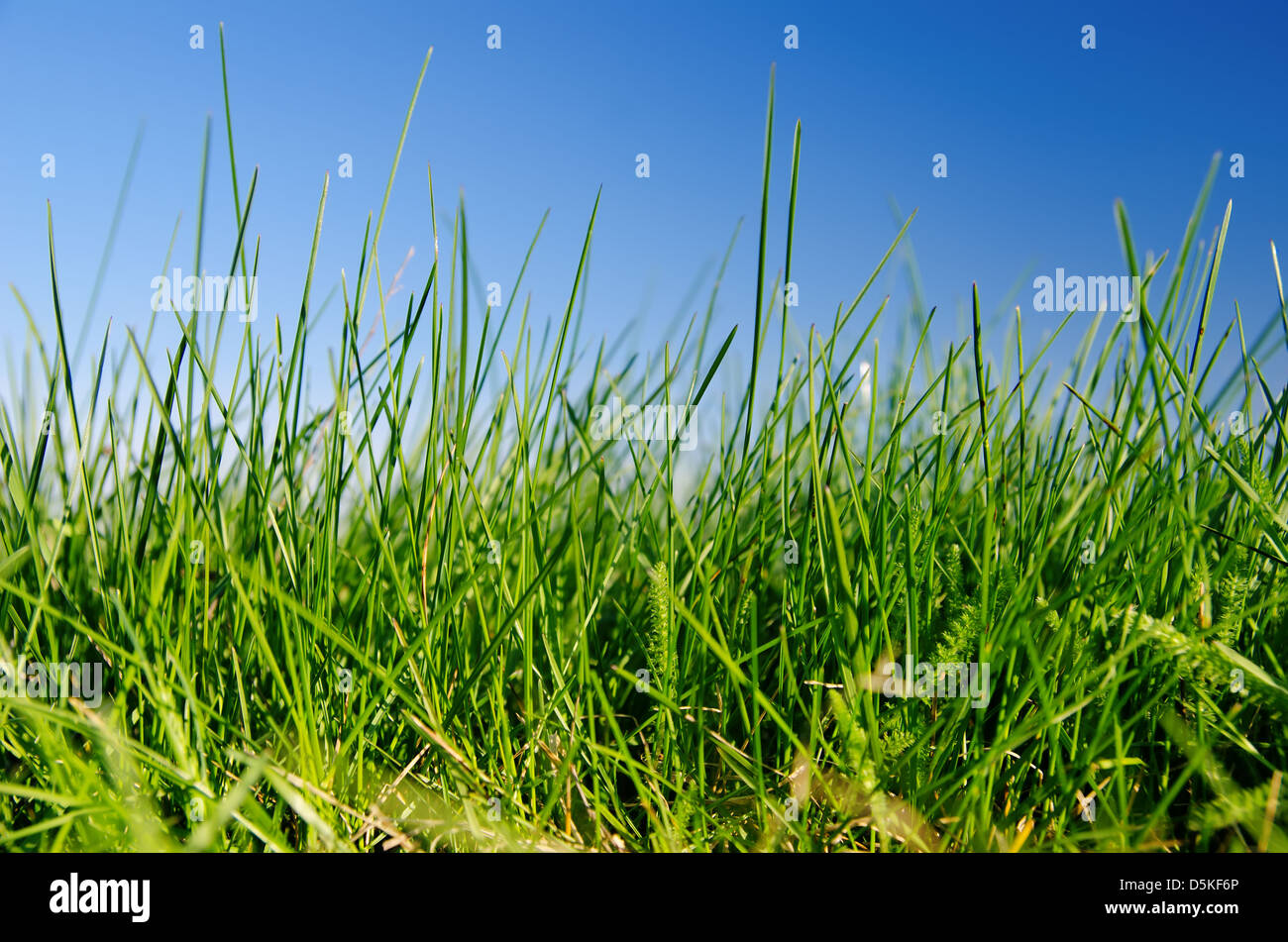 Green grass and blue sky with clouds Stock Photo - Alamy