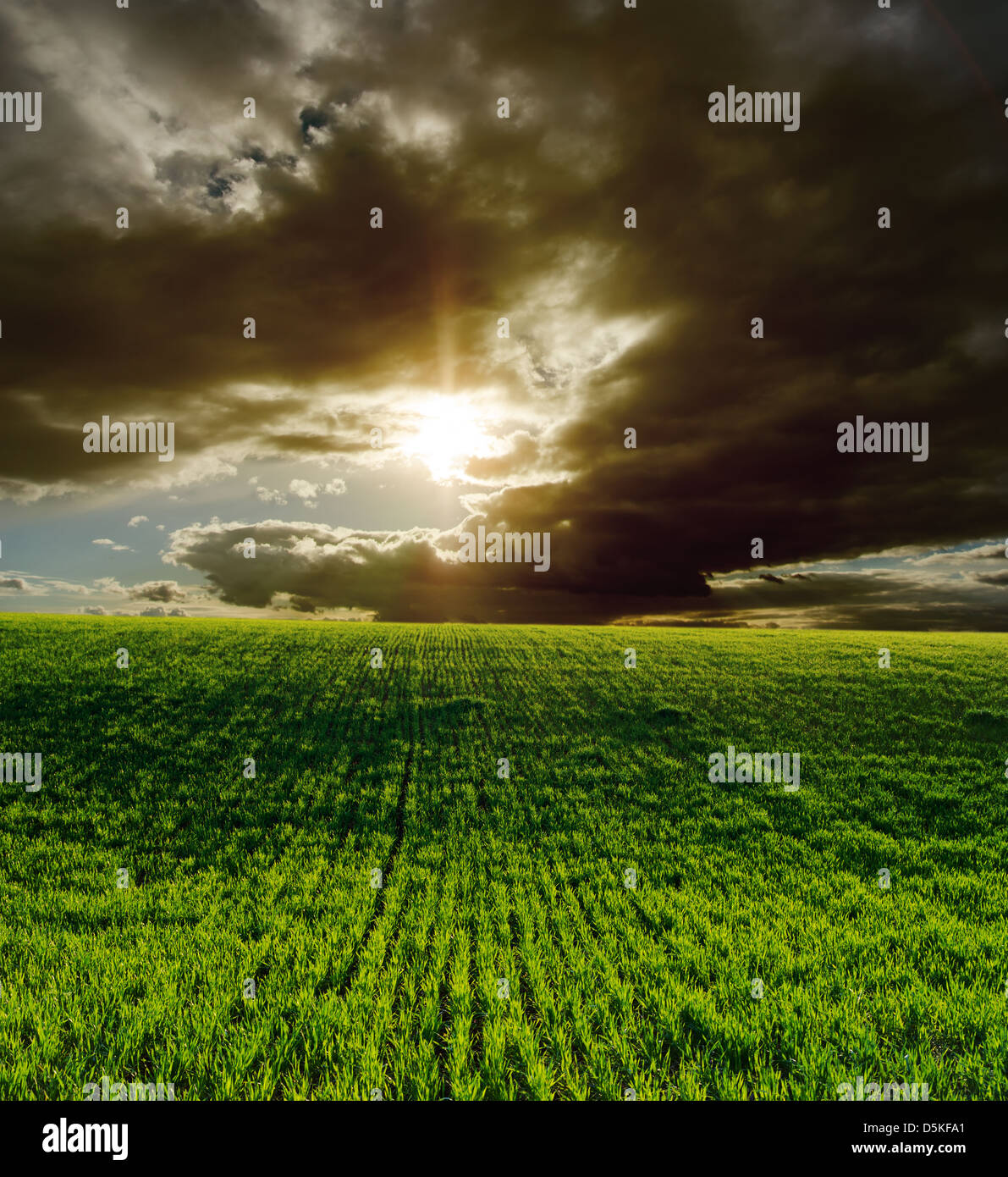 agricultural green field and dramatic sunset Stock Photo - Alamy