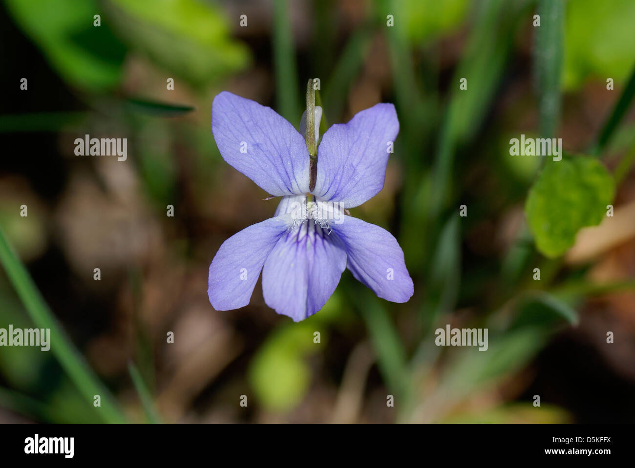 little purple flower on clearing in the forest Stock Photo - Alamy