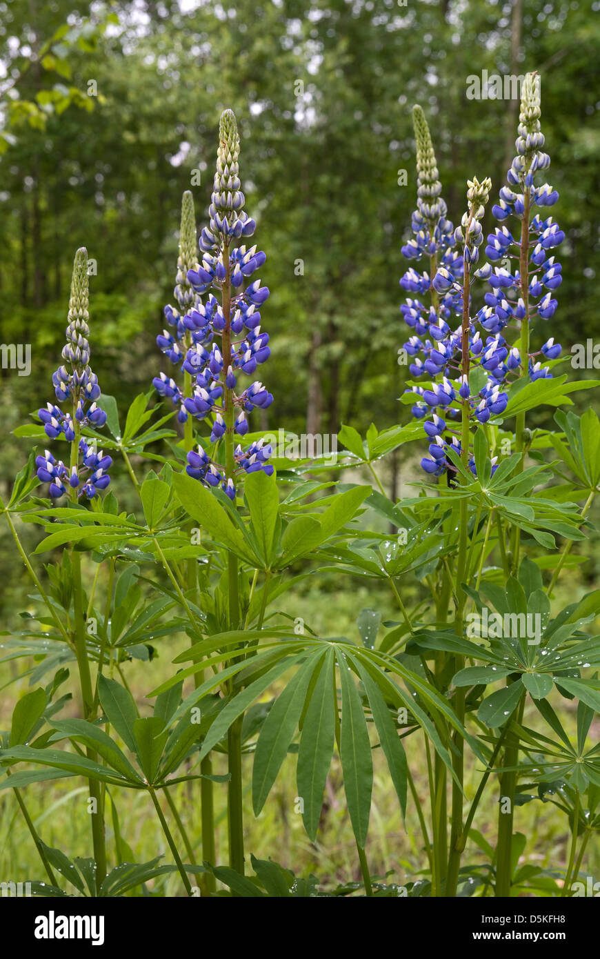 blue full-blown lupin on forest background Stock Photo