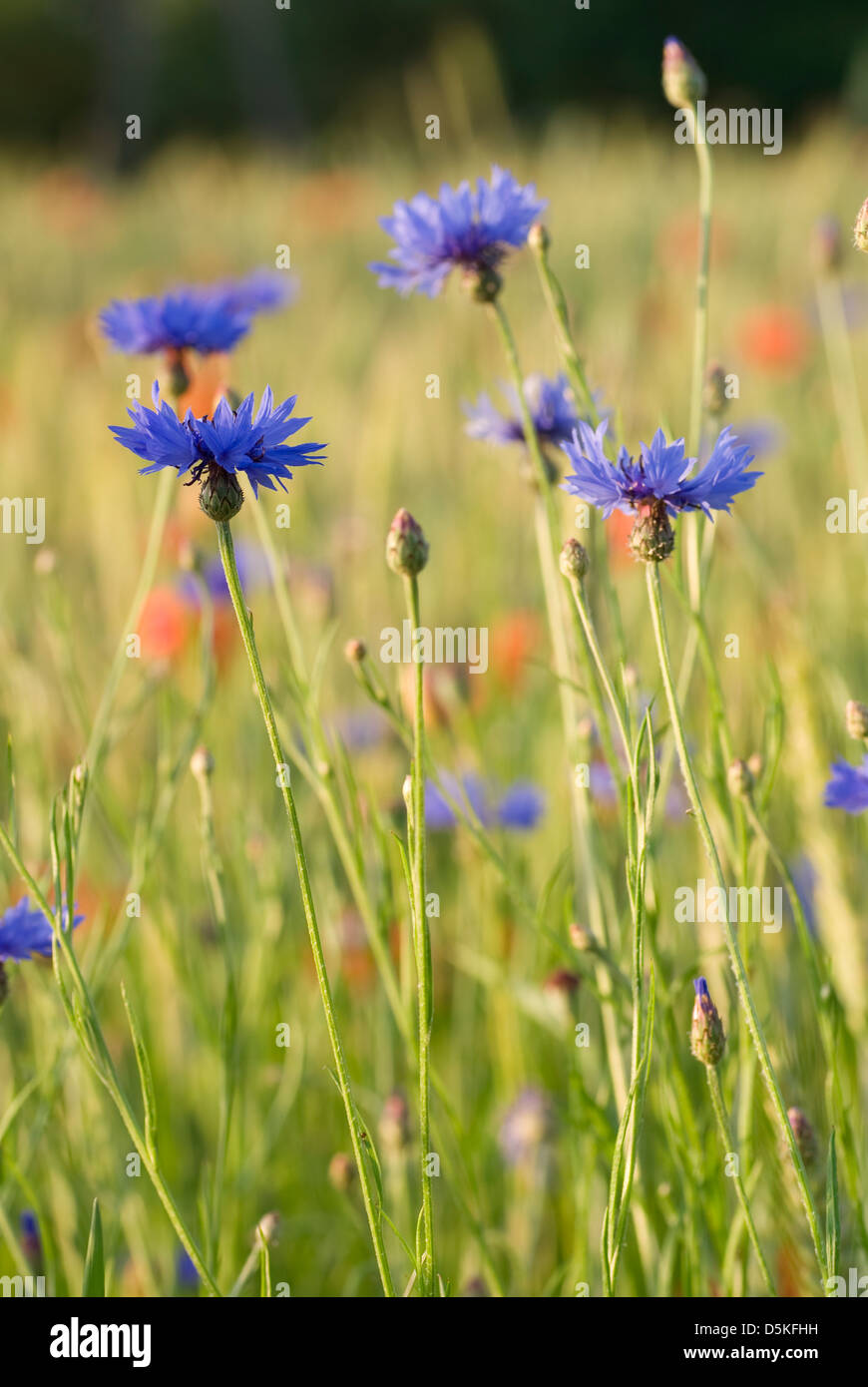 blue cornflower and poppy on green cereal's background Stock Photo