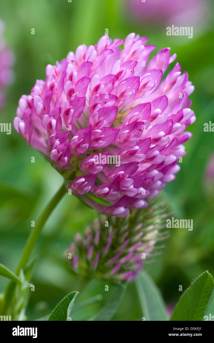 red flower clover on green background leaf Stock Photo