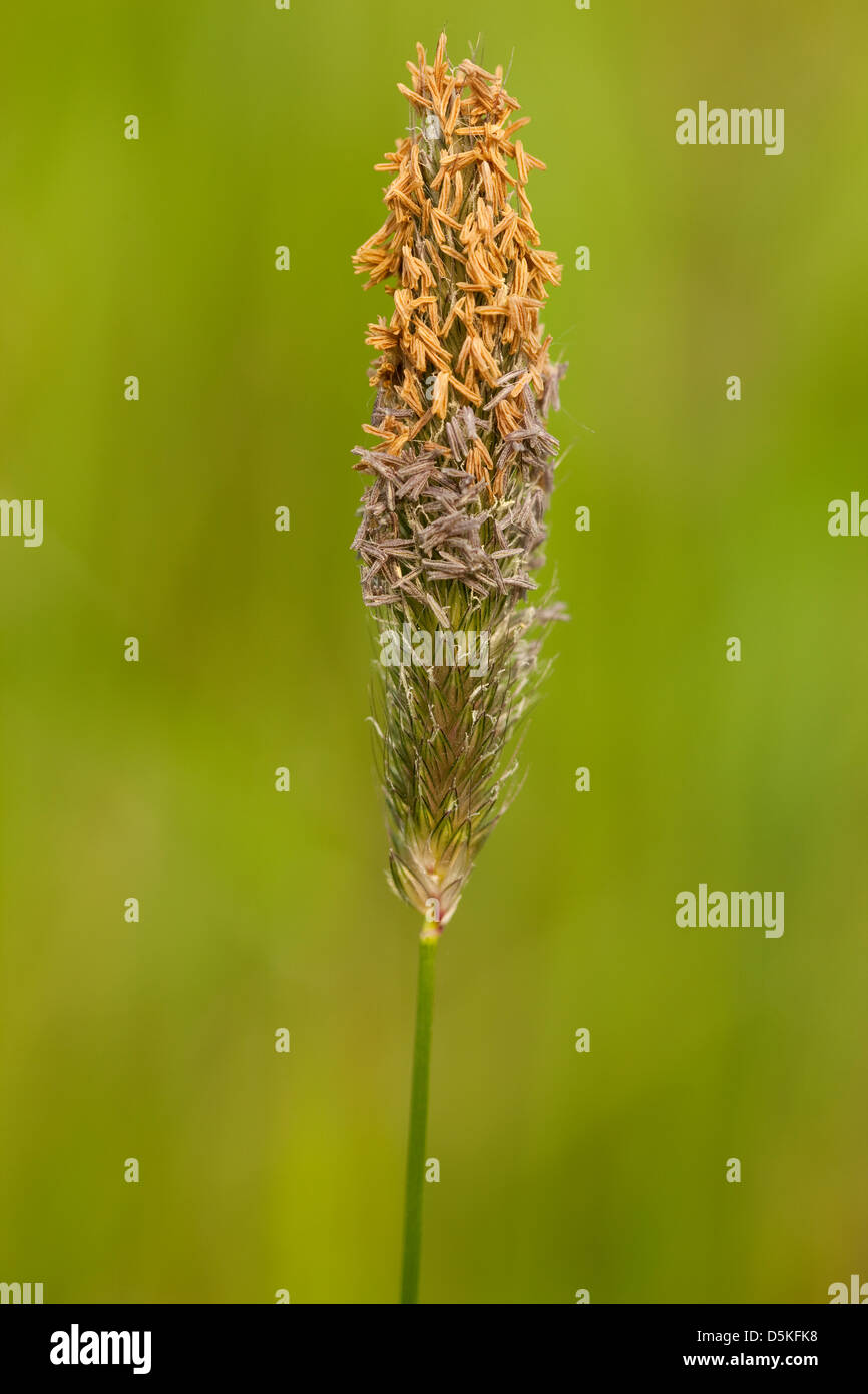 blooming single grass( foxtail )on green background Stock Photo