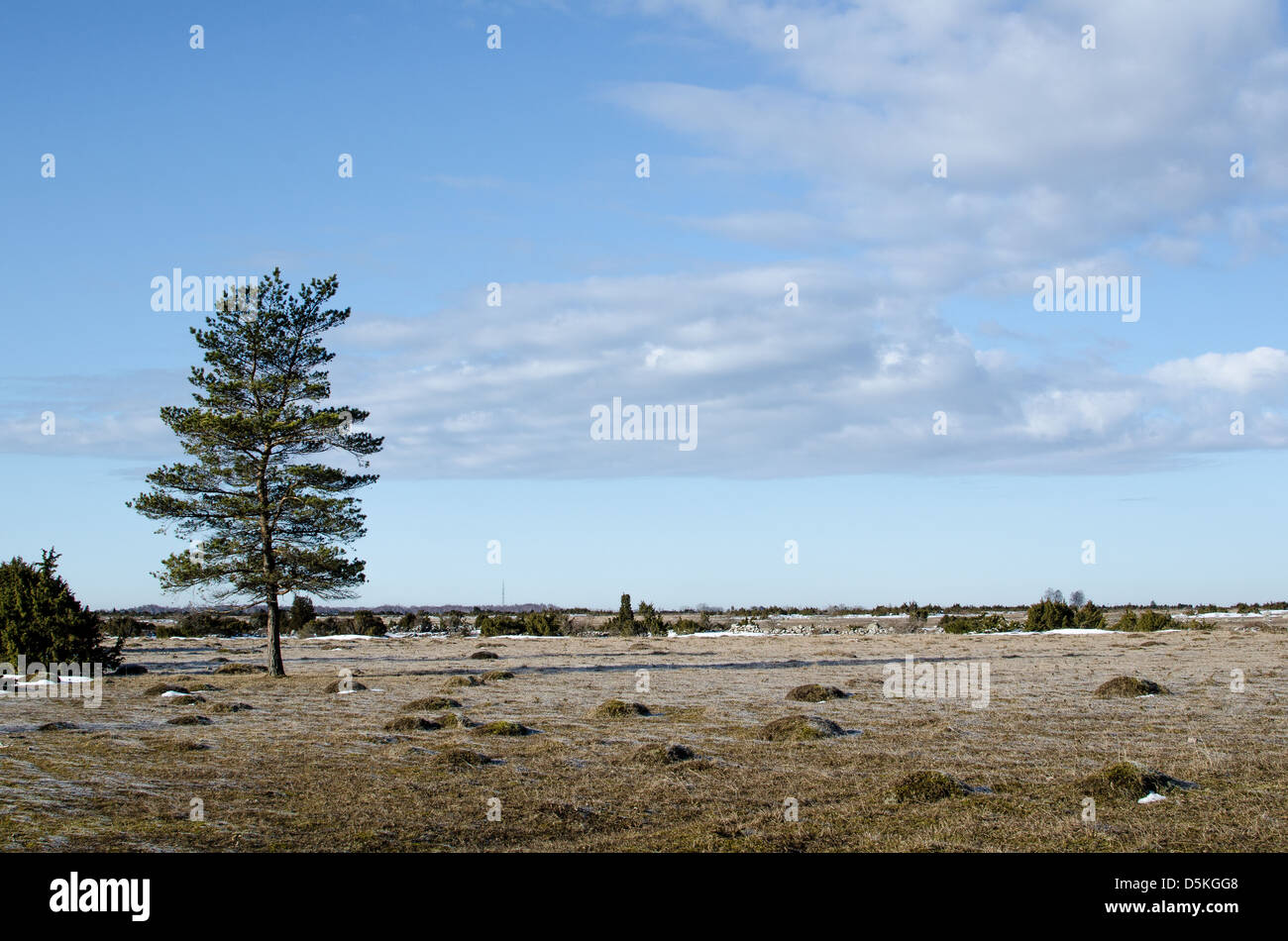 Lone pine tree at the Great Alvar Plain on the island Oland in Sweden Stock Photo