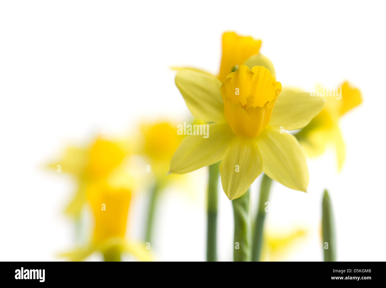 Bright yellow narcissus isolated on white background Stock Photo
