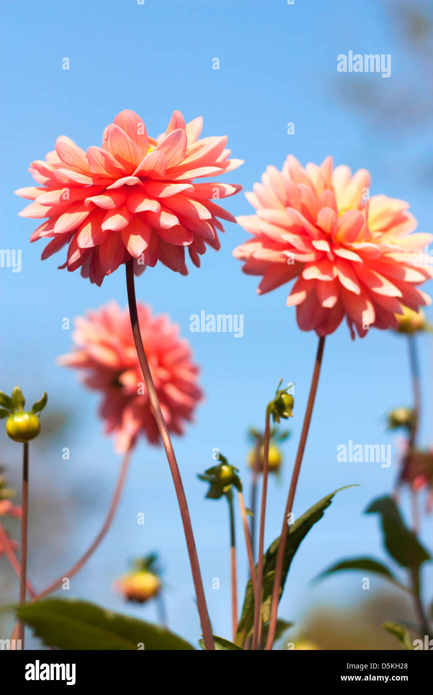 Pink daisy flowers blooming under the natural sky. Stock Photo