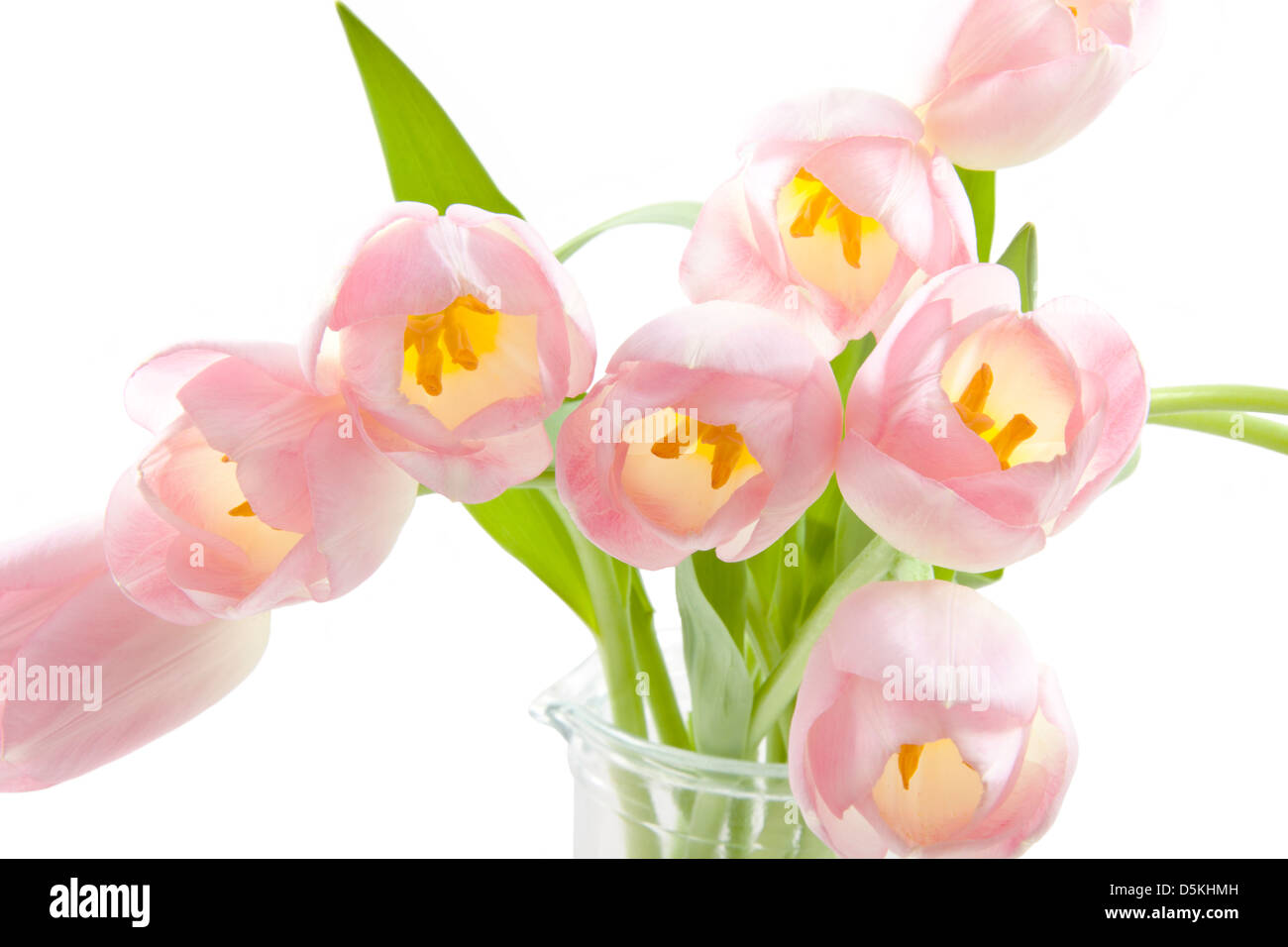 Pink tulips close up in a vase isolated over white Stock Photo - Alamy