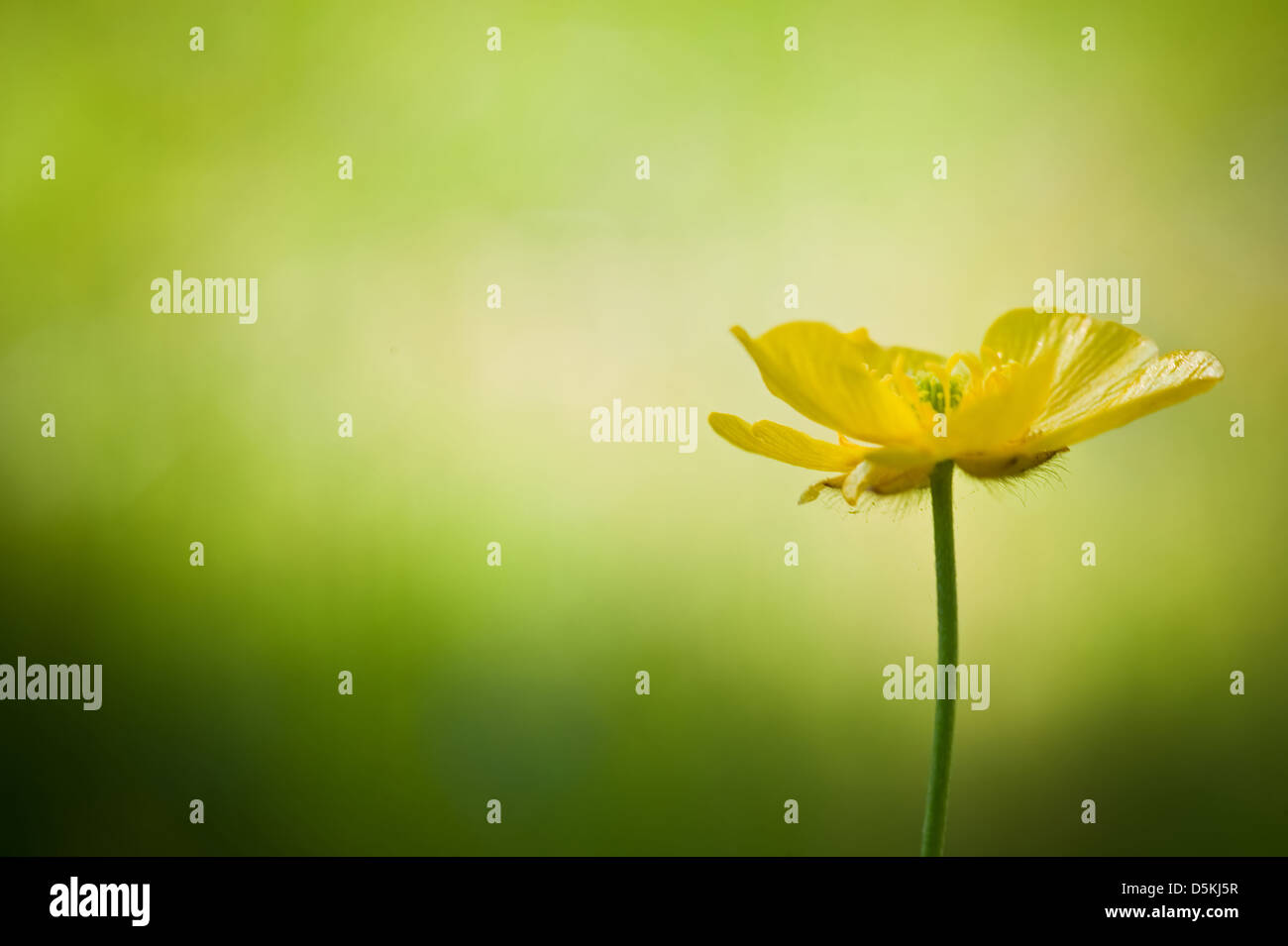 Single buttercup flower in Spring against bright green bokeh background Stock Photo