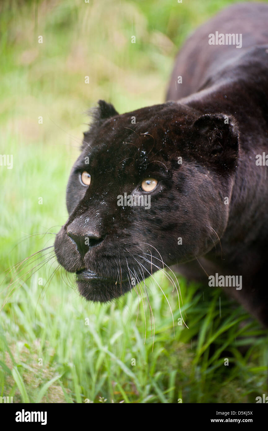 Black jaguar Panthera Onca prowling through long grass in captivity Stock Photo