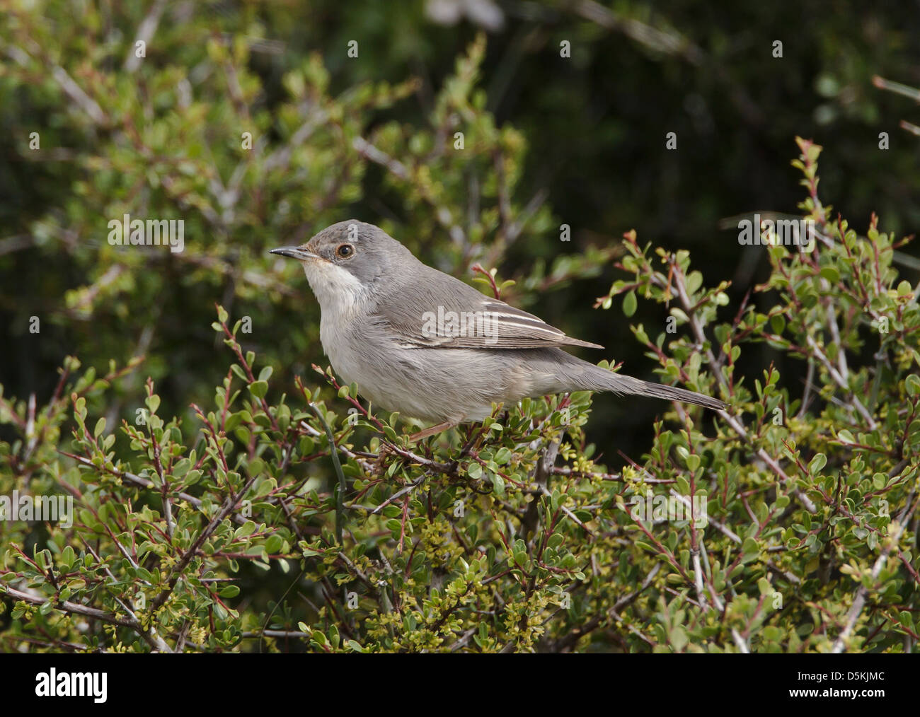 Ruppells Warbler female Sylvia rueppelli on breeding grounds Cyprus March Stock Photo