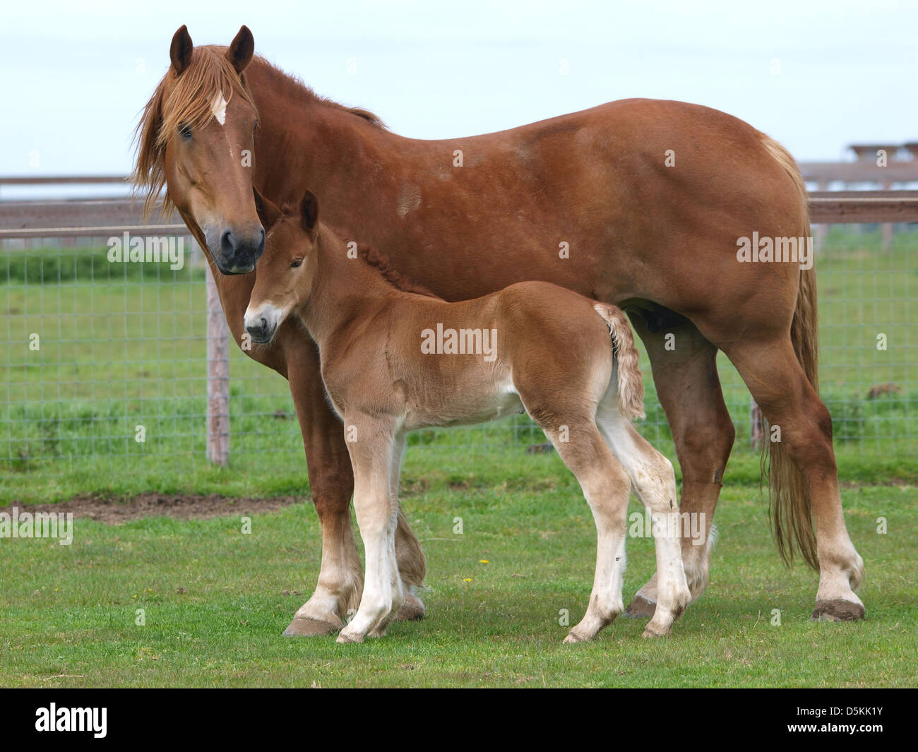 Suffolk Punch horse mare and foal Stock Photo Alamy